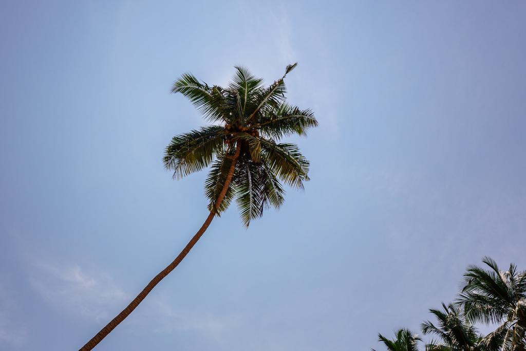 Blue Parrot Beach Villa Ambalangoda  Exterior foto